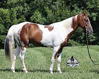 beginner-safe-tennessee-walking-horse