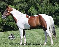 family-horse-tennessee-walking