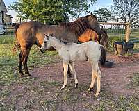 whip-colt