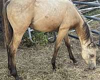 none-horse