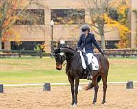 thoroughbred-horse-for-sale