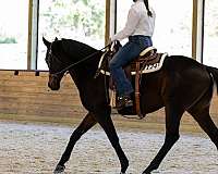 thoroughbred-horse