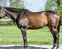 thoroughbred-gelding
