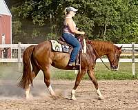 white-socks-blaze-horse