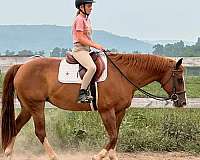chestnut-white-socks-blaze-horse