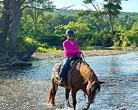 ranch-quarter-horse