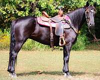 wester-morgan-horse
