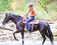 all-around-morgan-horse