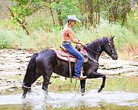 athletic-morgan-horse