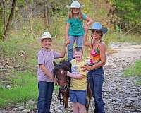 bay-white-tobiano-pony