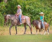 bay-white-tobiano-gelding