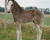 9-hand-sabino-horse