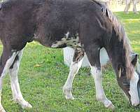 rescue-colt-mare