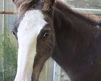 sabino-halter-horse
