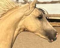 bred-to-morgan-horse