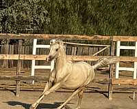 yearling-colt-morgan-horse