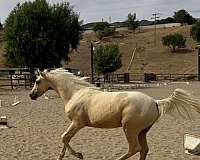 white-blaze-horse