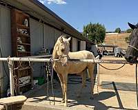 palomino-white-blaze-horse