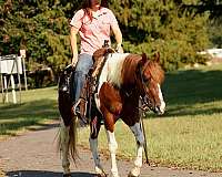 white-all-around-horse