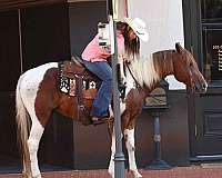 all-around-gelding