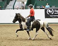 black-white-with-a-star-horse