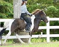 pinto-black-white-with-a-star-horse