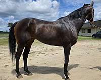 not-restarted-mare