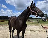 bay-thoroughbred-horse