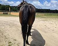 tb-thoroughbred-horse