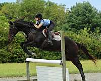 eventing-thoroughbred-horse