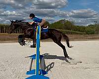scout-thoroughbred-horse