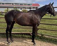 warhorse-mare