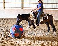 all-around-paint-pony