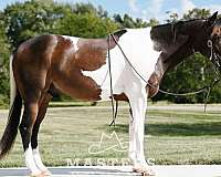 dressage-paint-pony