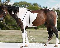 gymkhana-paint-pony