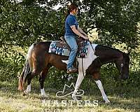 jumping-paint-pony