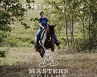 natural-ponymanship-training-paint-pony