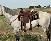 all-around-quarter-horse