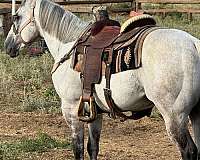 athletic-quarter-horse