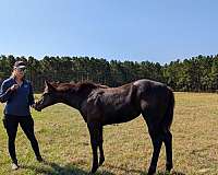 experie-filly