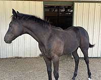 black-experie-horse