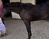 experie-quarter-horse