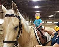 all-around-saddlebred-horse