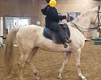 beginner-saddlebred-horse