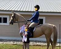 companion-saddlebred-horse