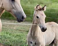 breeding-saddlebred-horse