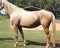 palomino-blaze-socks-horse