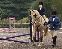 hunter-saddlebred-horse