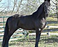 companion-pony