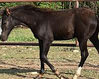 project-pony